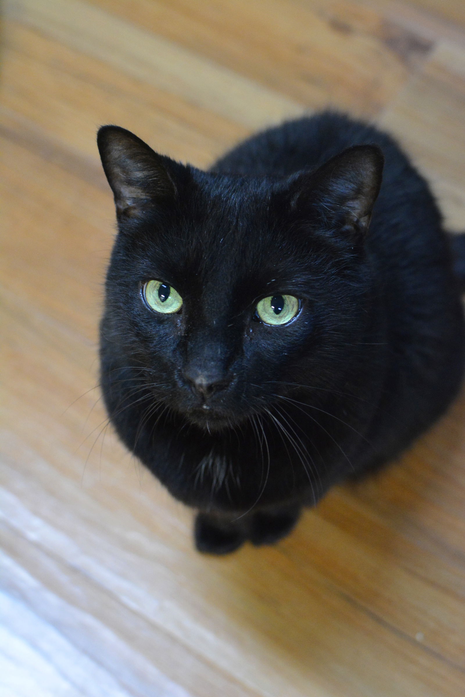 adoptable Cat in Montreal, QC named Cannoli