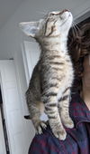 Pamplemousse
