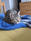Pamplemousse