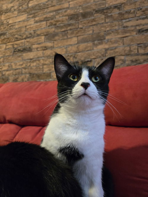 Arya