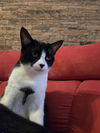 Arya