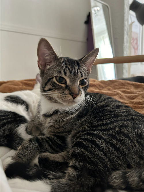 Abricot