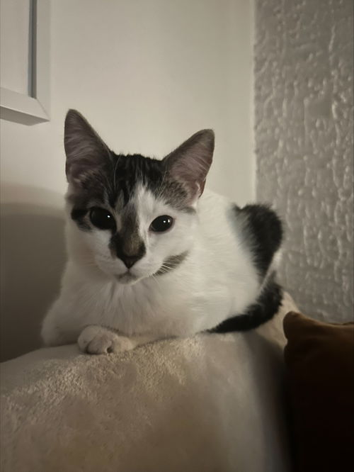 Coco