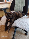 Lola