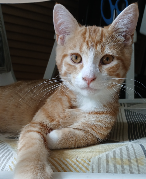 Sirius