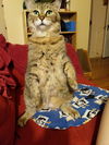 Sacha