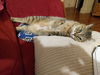 Sacha