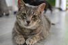 adoptable Cat in , QC named Charlotte