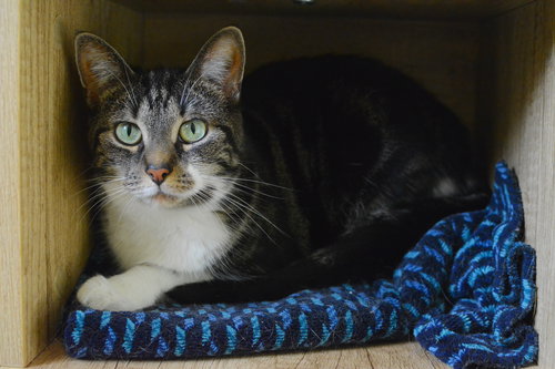 JAZZ - Domestic Short Hair available for adoption