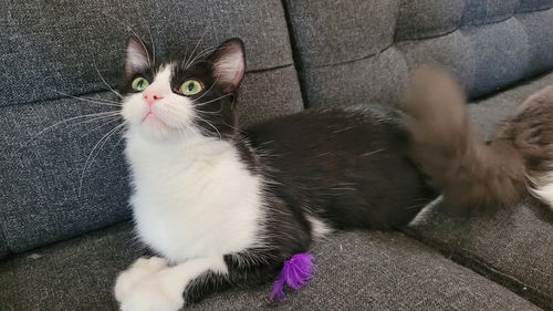 Belle