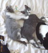 Tango