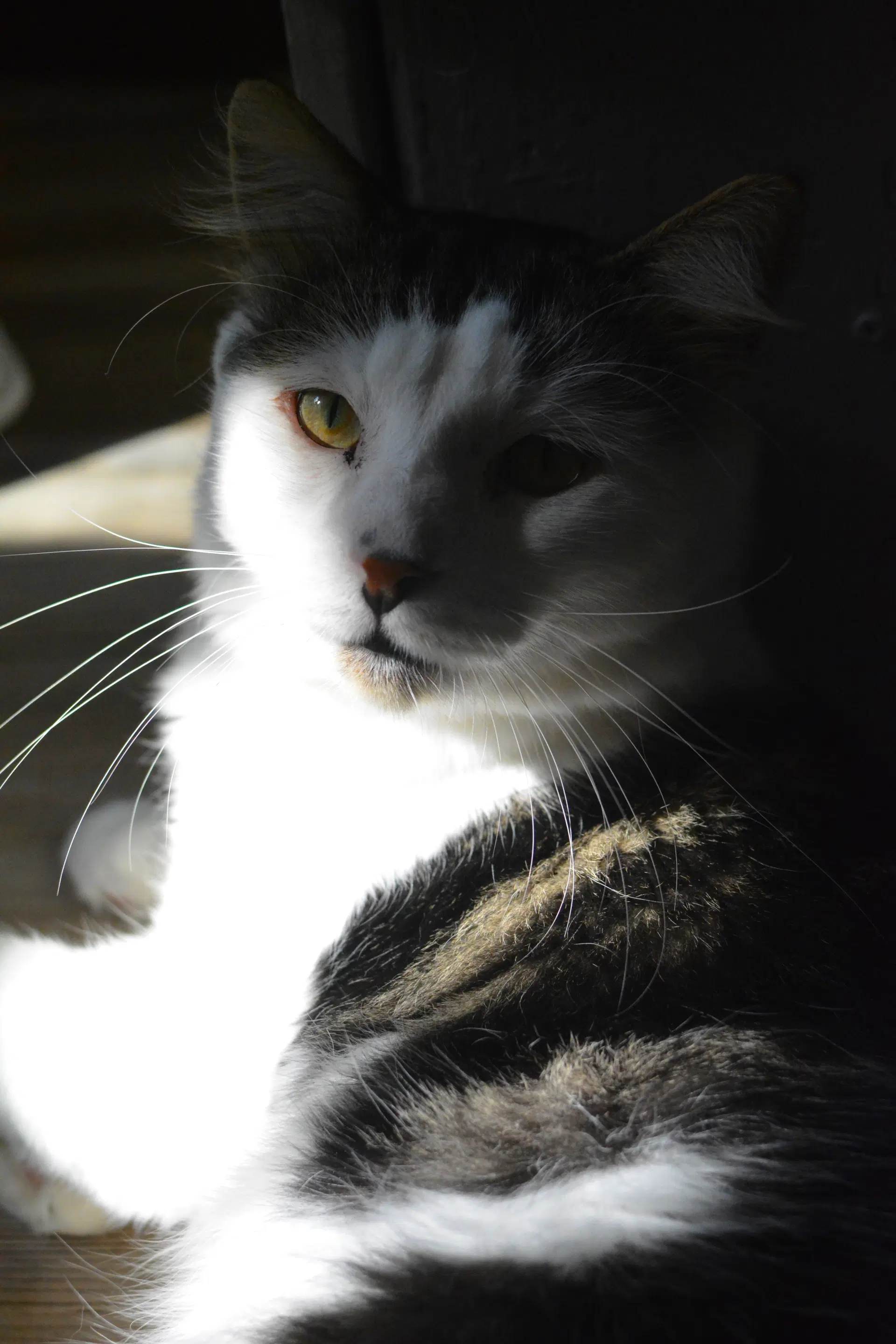 Tommy - Domestic Medium Hair