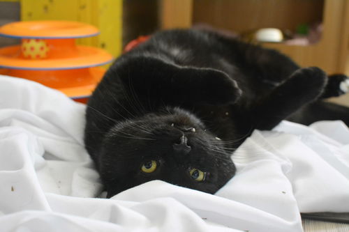 Cooper