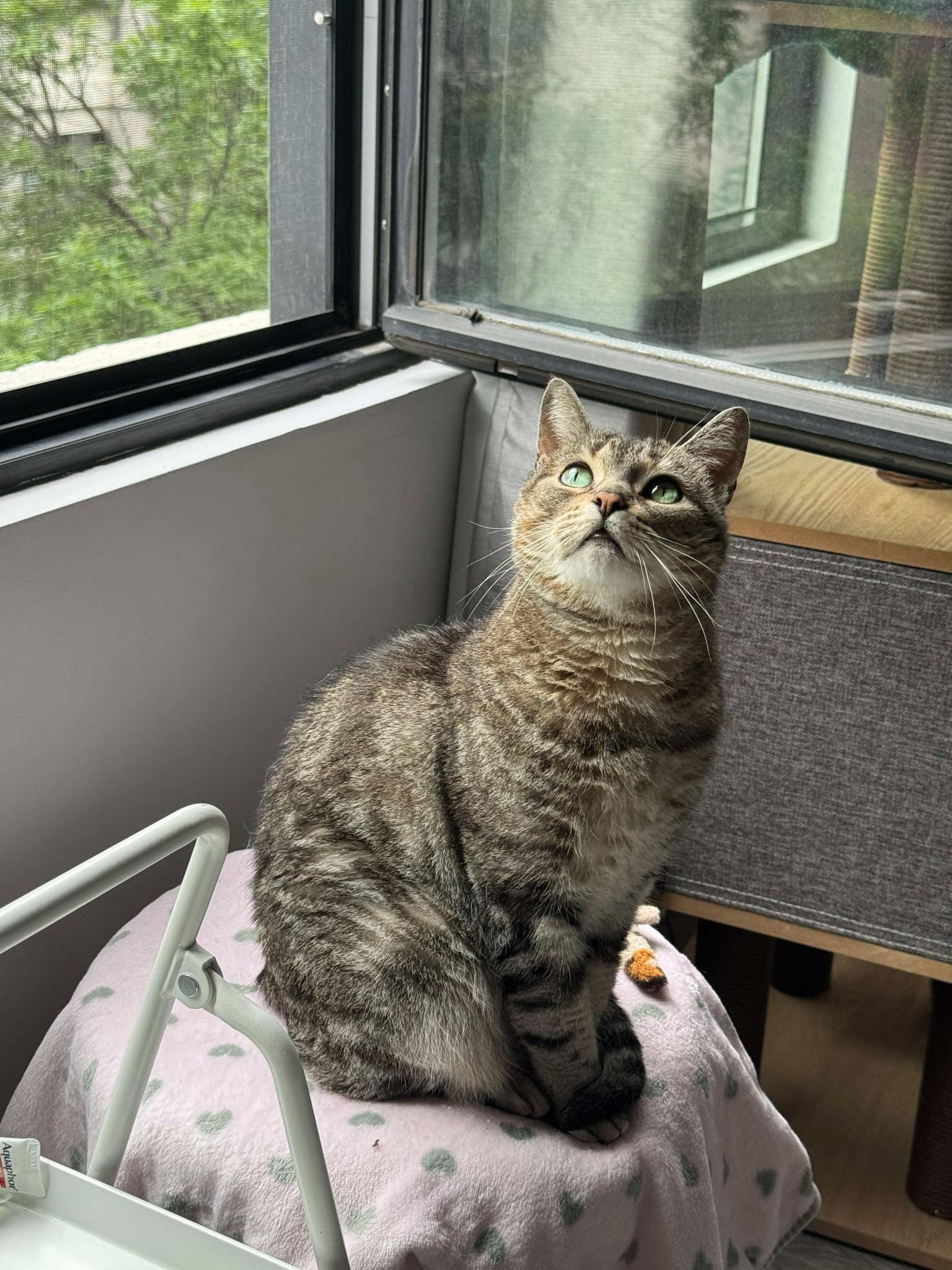 adoptable Cat in Montreal, QC named Donatella