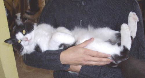 Emile