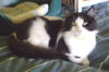 Emile