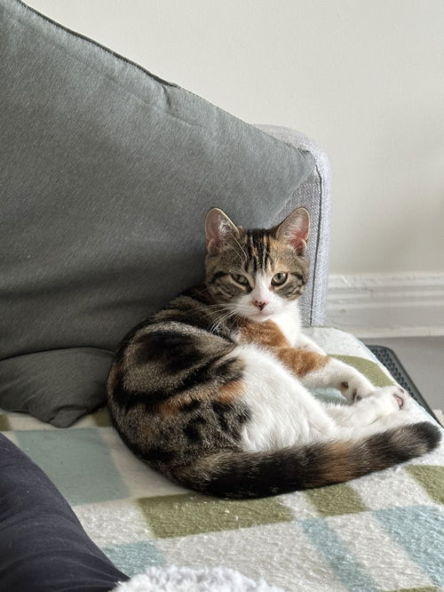 Mochi