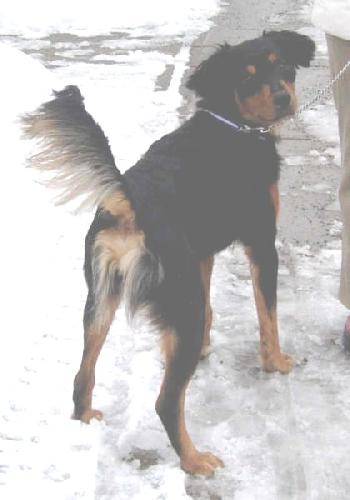 Nemo