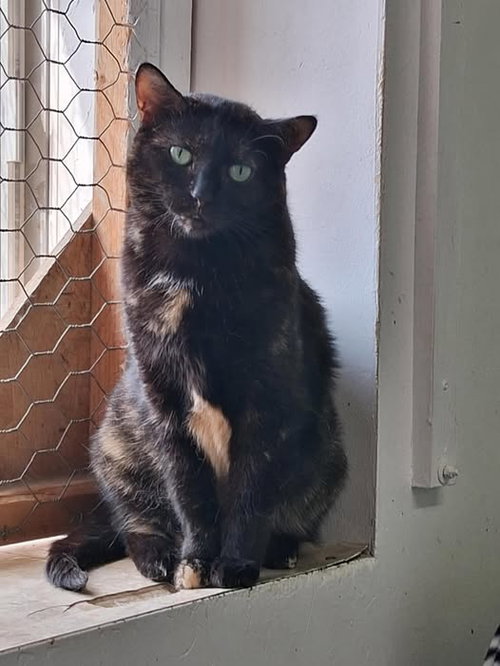 Cadbury, an adoptable Domestic Short Hair in Montreal, QC