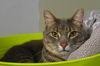 adoptable Cat in , QC named Wizz