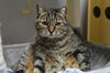 Ginette