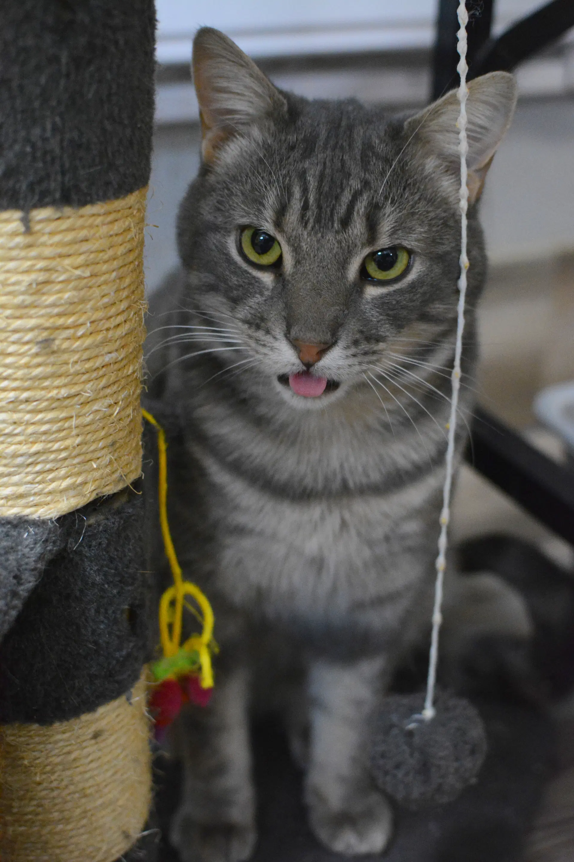Alphonse - Domestic Short Hair
