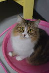 Cookie