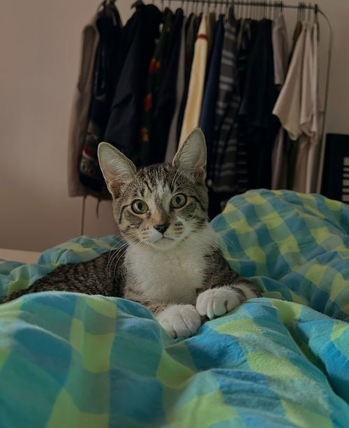 Lyra