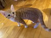 Mittens