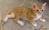 Mittens
