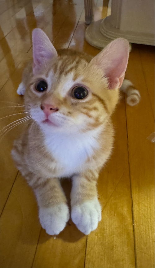 Mittens
