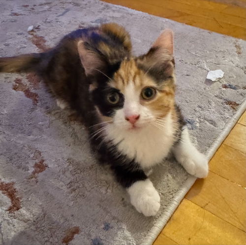 Coco
