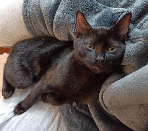 Kuro