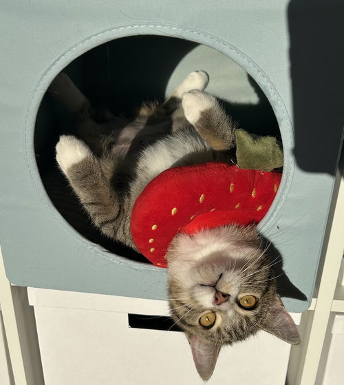 Coccinelle