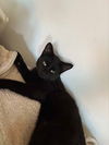 adoptable Cat in , QC named Gino