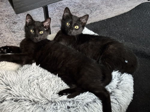 Zoro & Zara