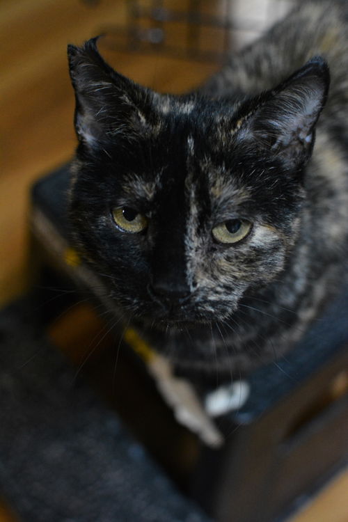 Praline