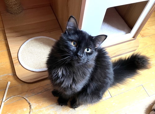 Milo, an adoptable Domestic Long Hair in Montreal, QC