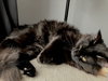 Milo - Photo 5