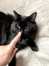Milo - Photo 6