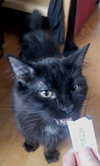 Milo - Photo 8