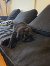 Milo - Photo 2