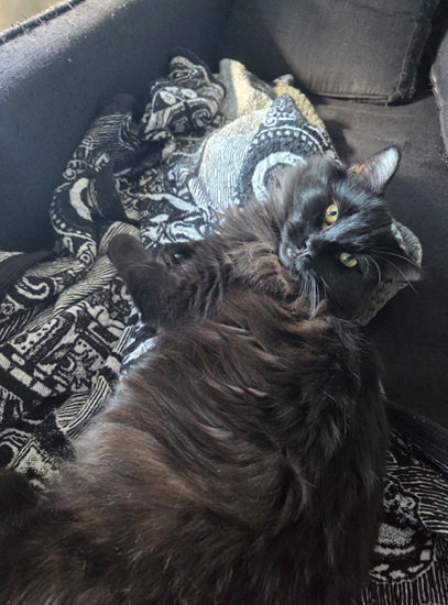 Milo Image