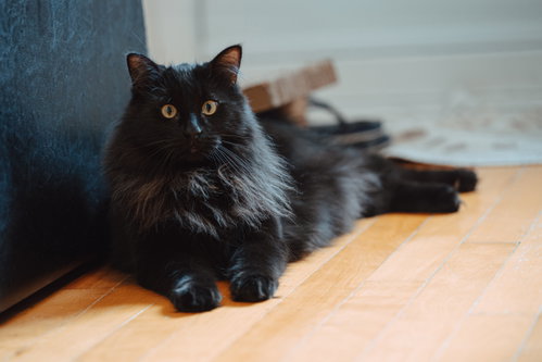 Milo, Baby Domestic Long Hair (long coat), cat for adoption in Montreal, QC