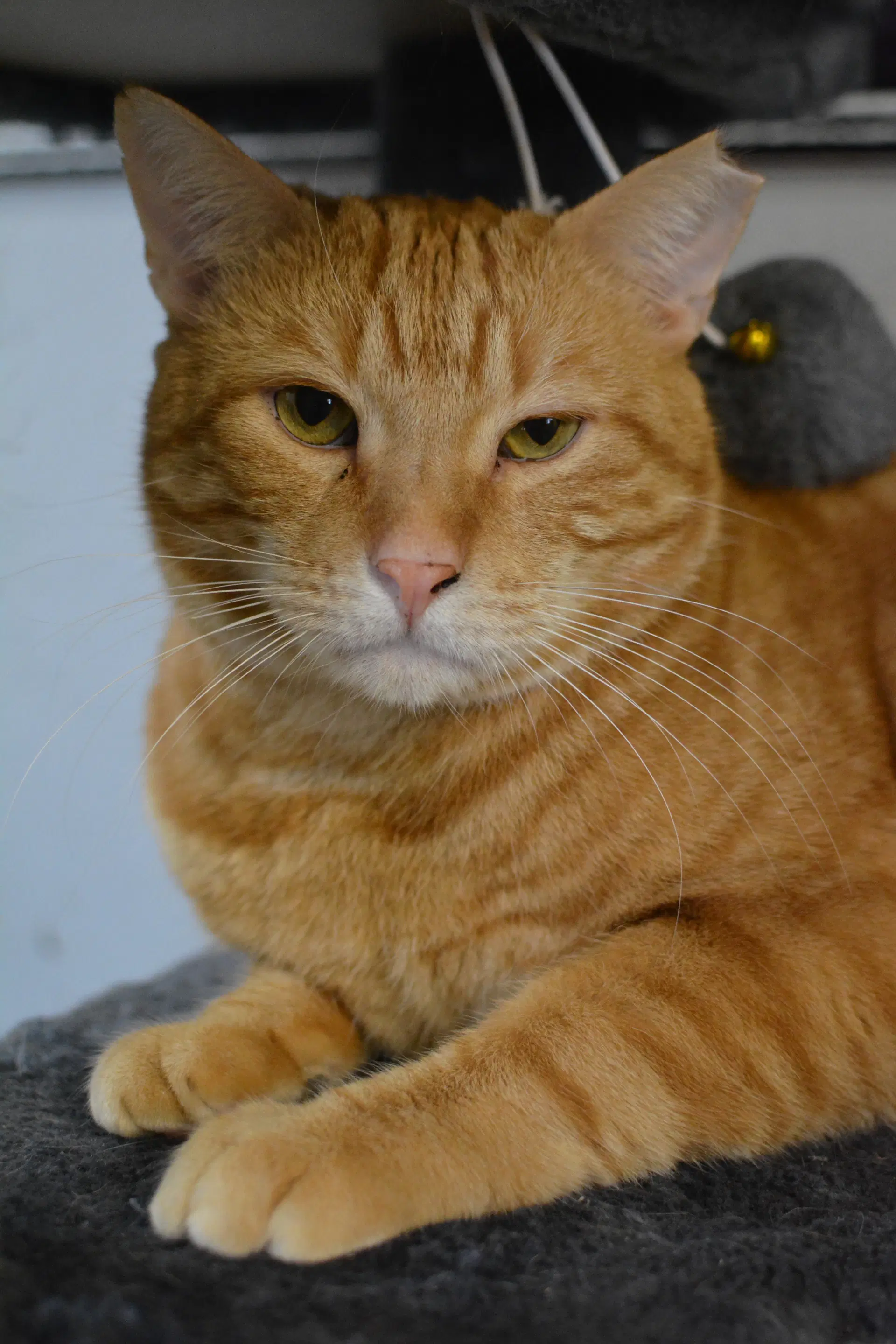 Calvin - Domestic Short Hair