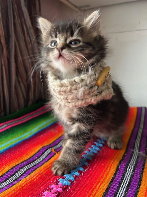 Paloma