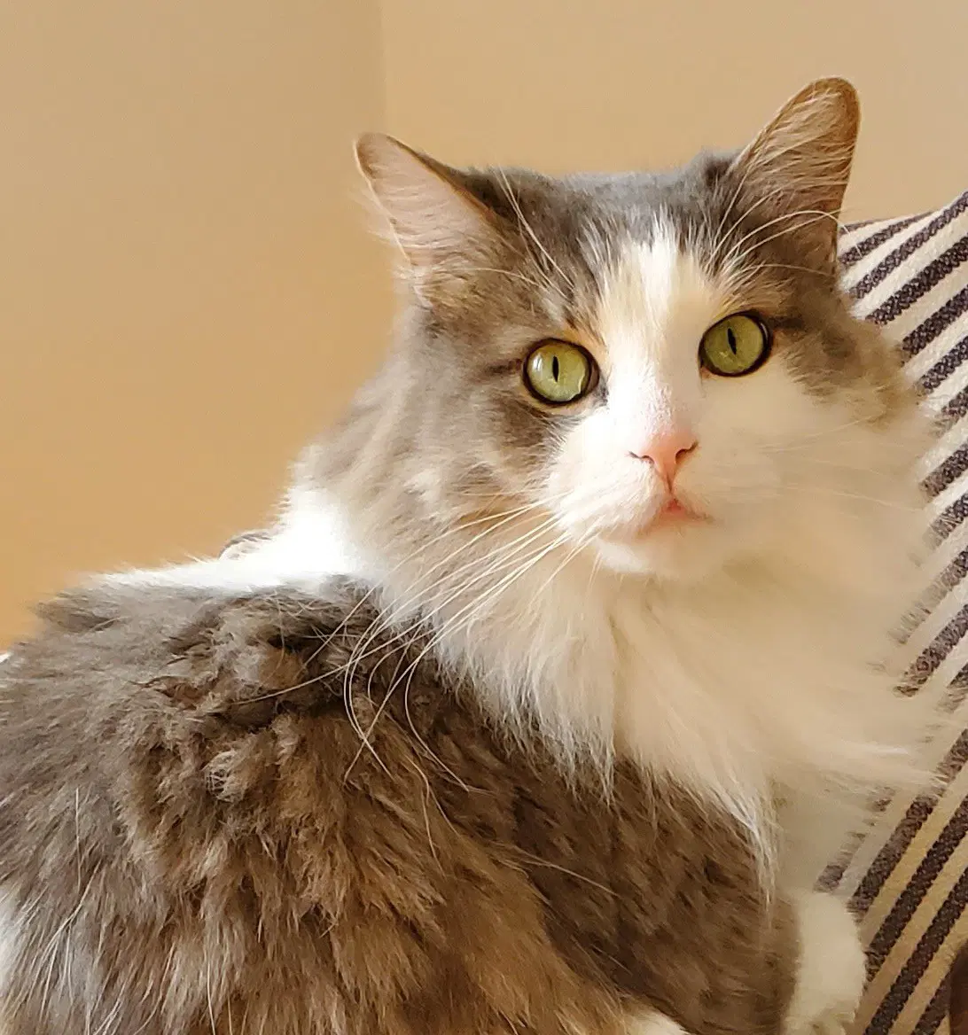 Watson - Domestic Long Hair