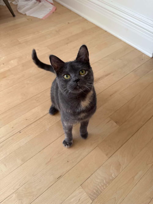 Moki