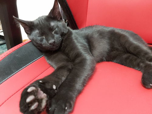 Vlad
