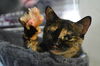 adoptable Cat in , QC named Hilda